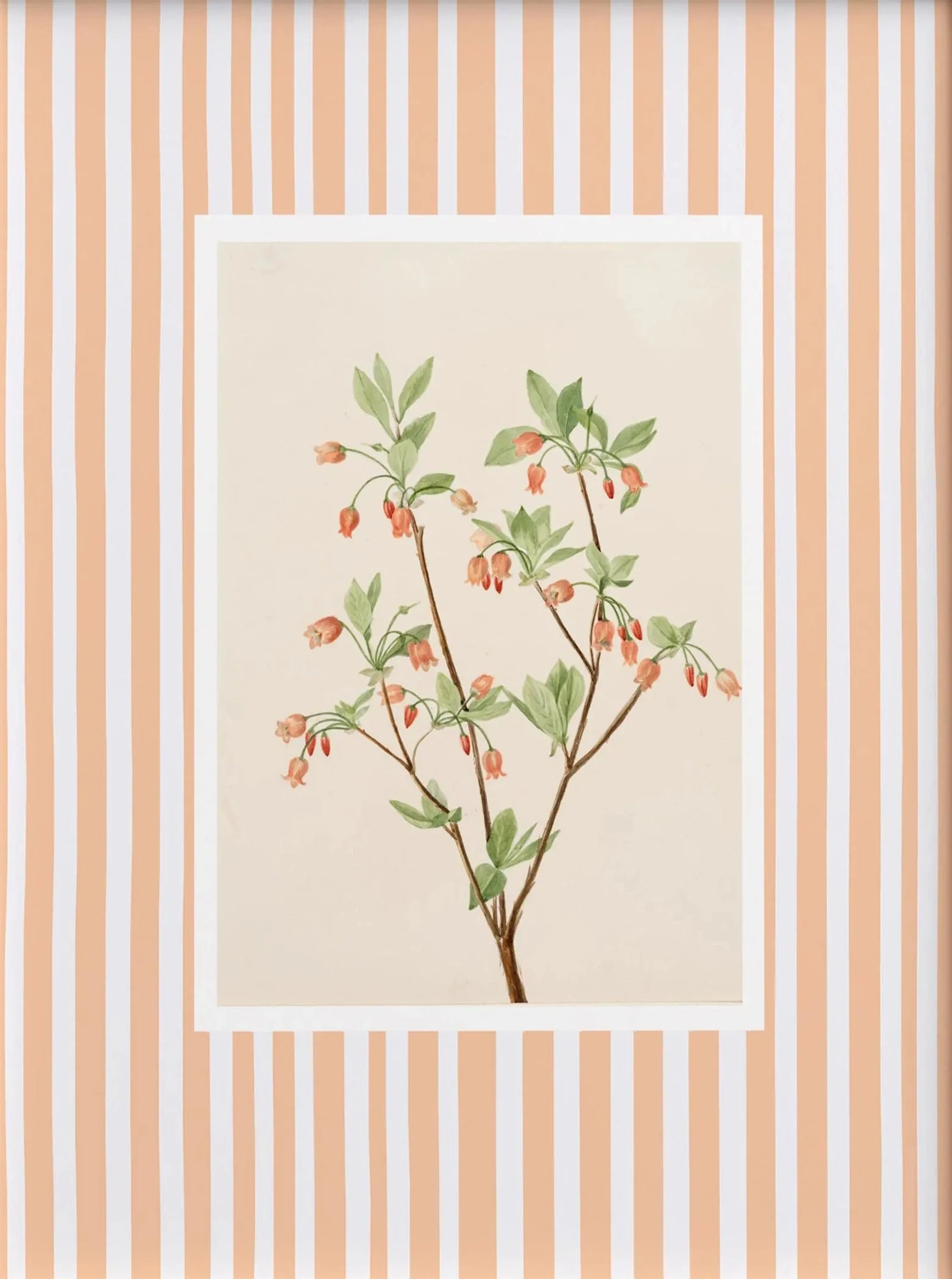 Framed botanical illustration on a striped background