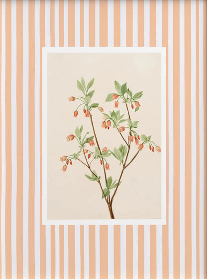 Framed botanical illustration on a striped background