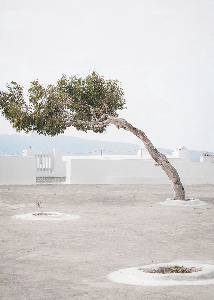 Single tree in a courtyard with white walls and pavement