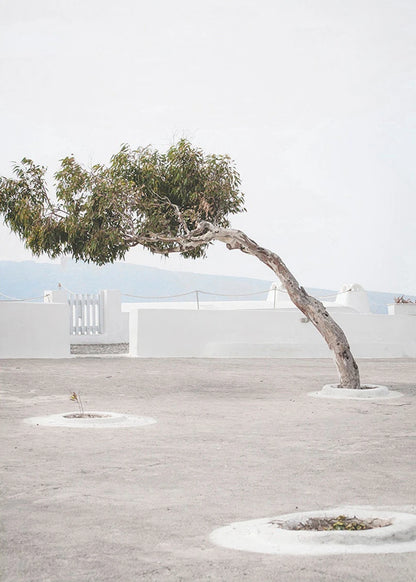 Single tree in a courtyard with white walls and pavement