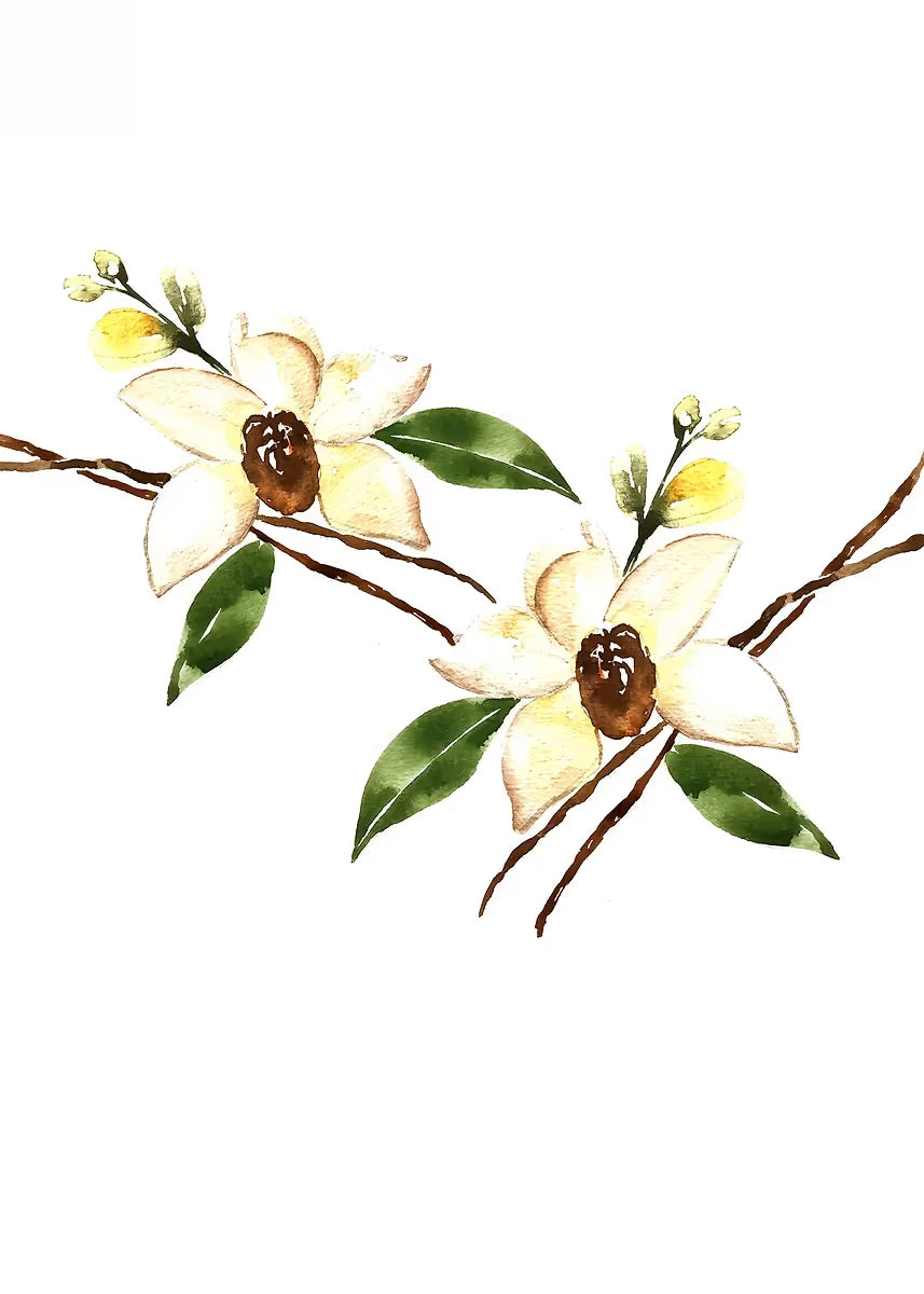 Decorative illustration of white flowers with green leaves on a white background