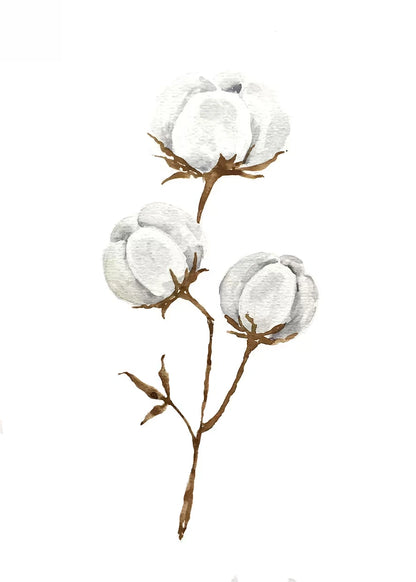 Illustration of a cotton plant with white cotton bolls on a white background