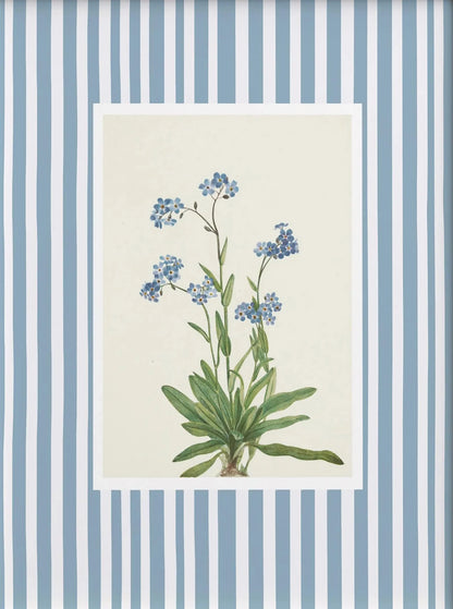 Botanical illustration of a plant with blue flowers on a striped background