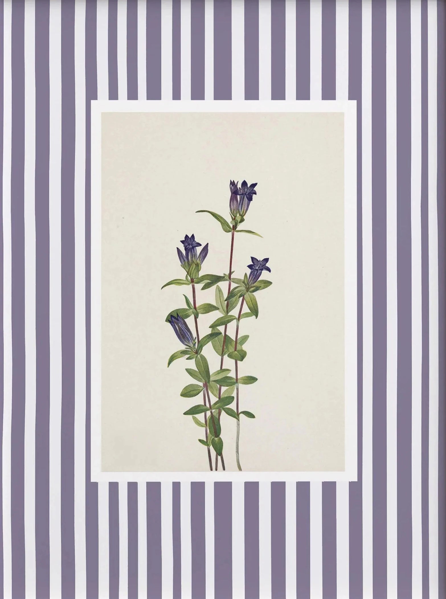 Framed botanical illustration of purple flowers on a striped background