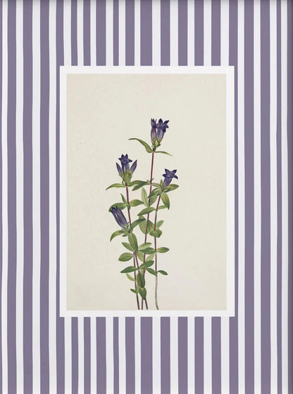 Framed botanical illustration of purple flowers on a striped background