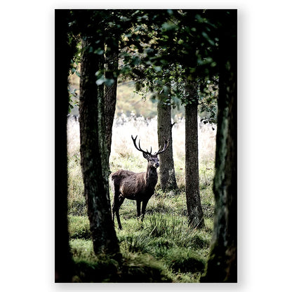 Deer standing in a forest with trees and greenery