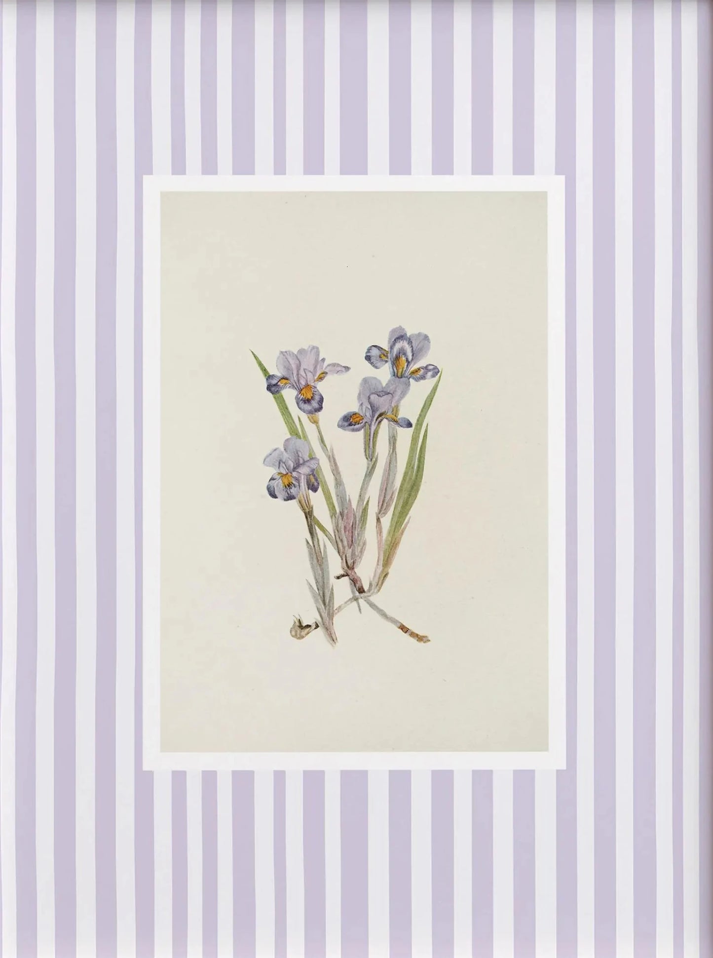 Framed botanical illustration of flowers on a striped background