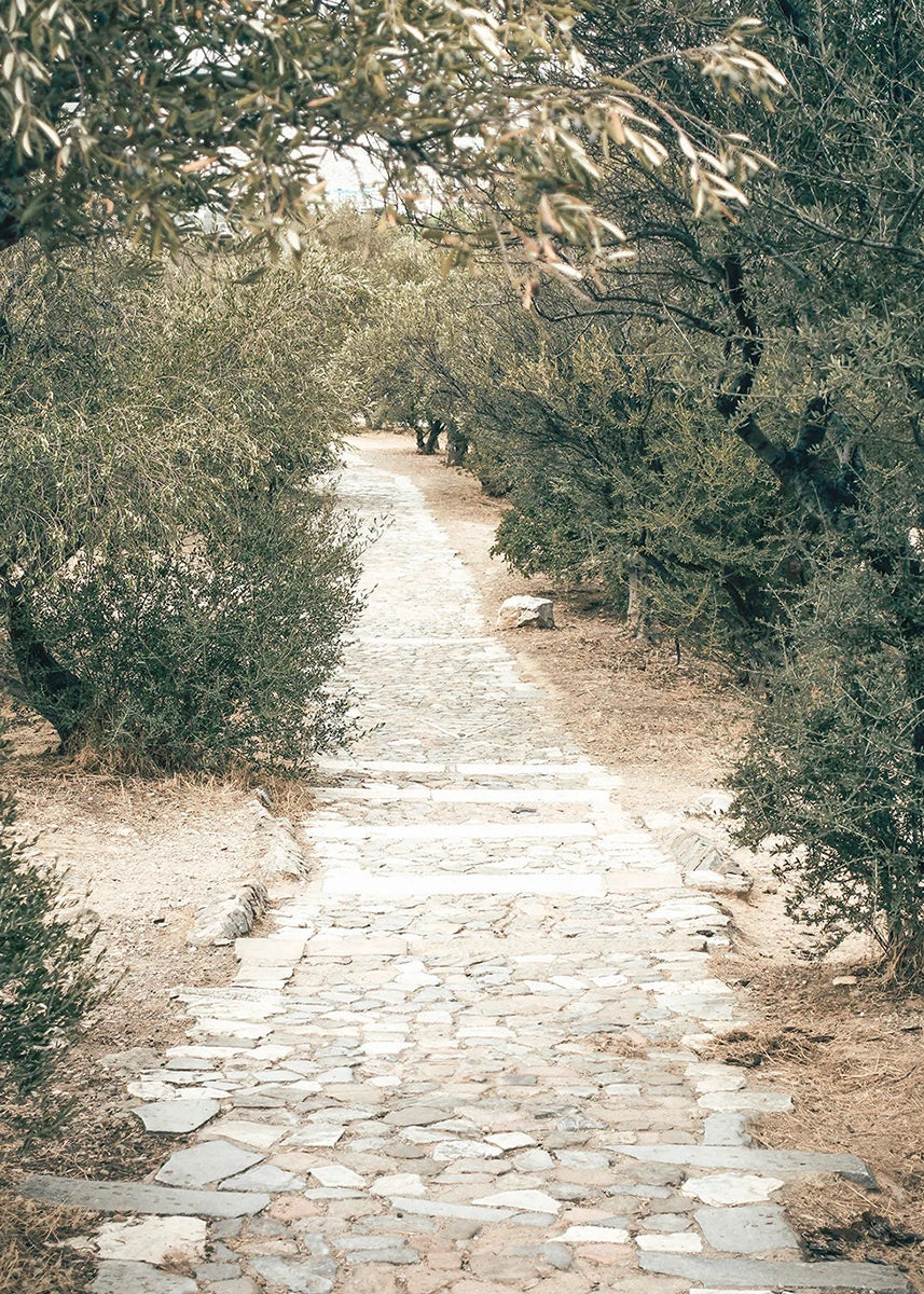 Winding stone path through an olive grove with trees on either side.