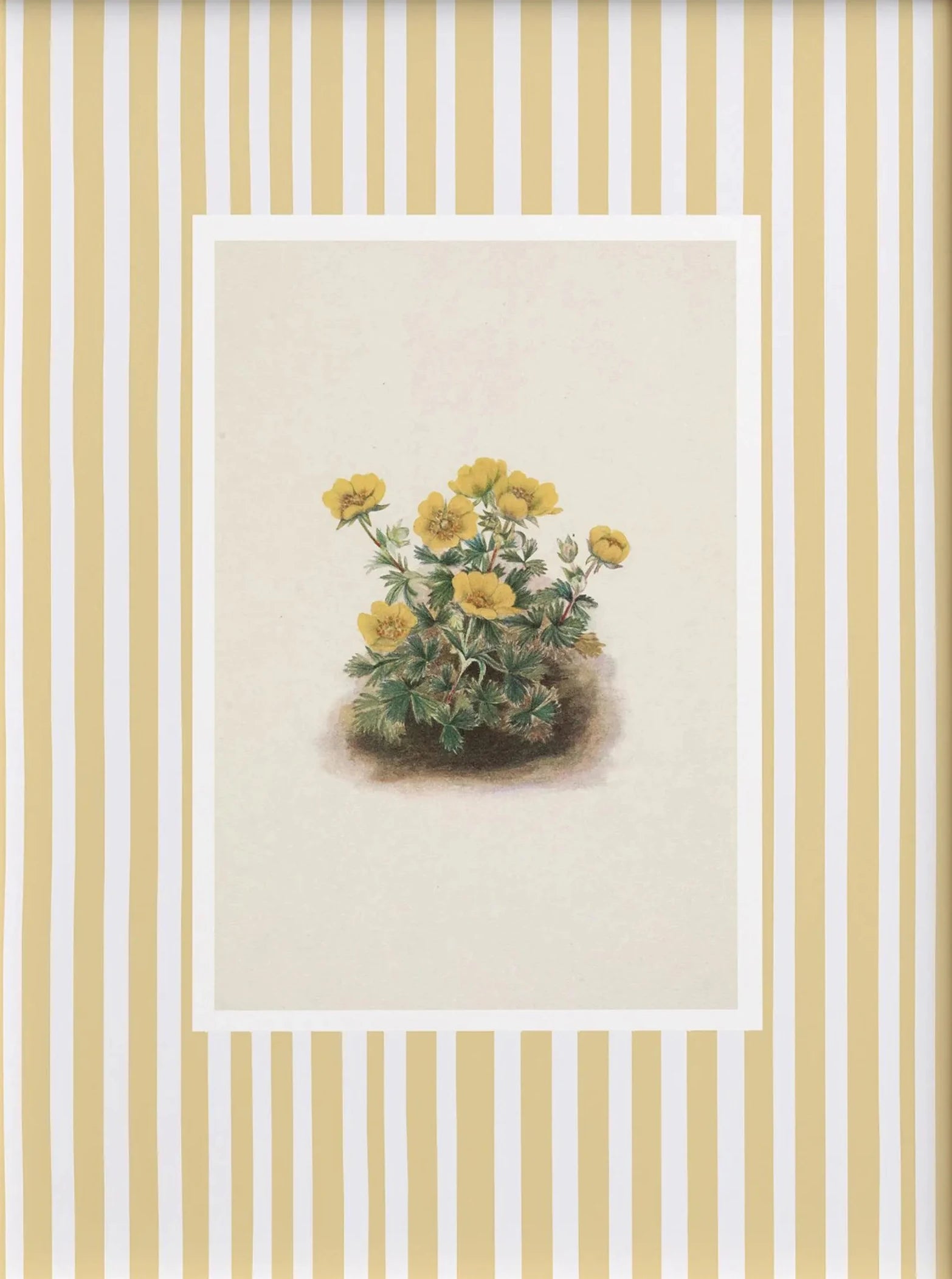 Floral illustration on a striped background