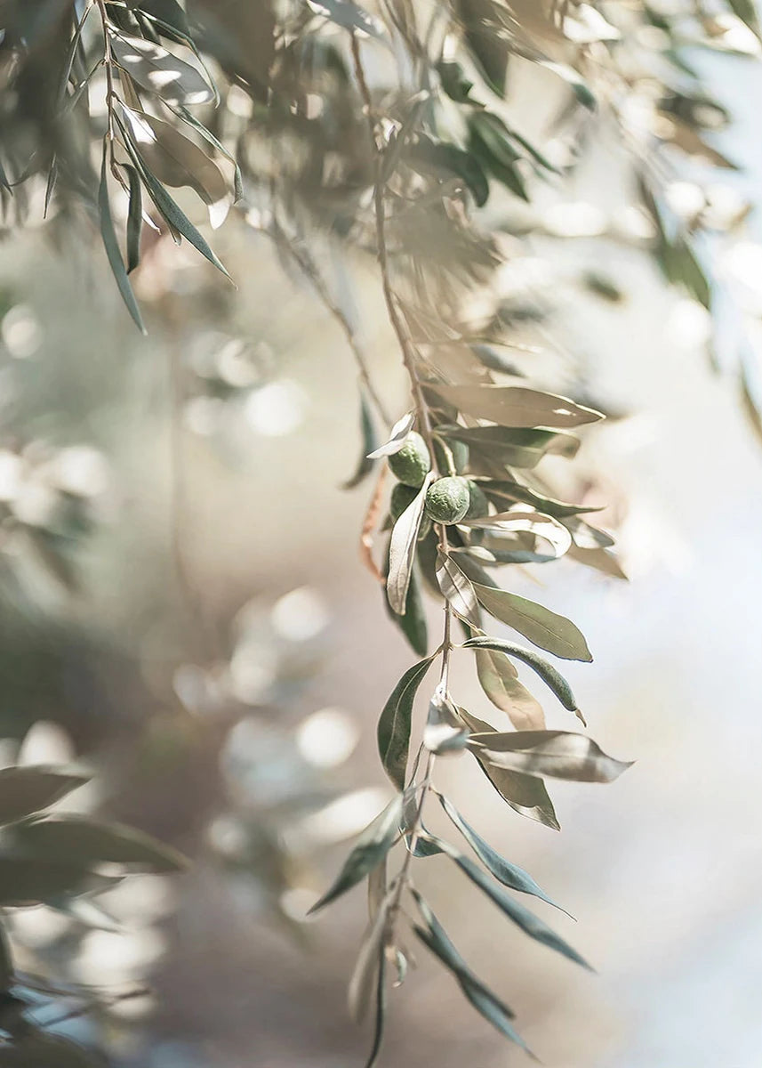 Close-up of olive branches with a soft focus background