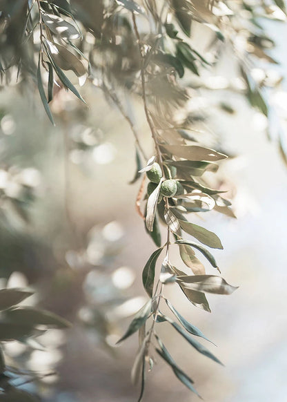 Close-up of olive branches with a soft focus background