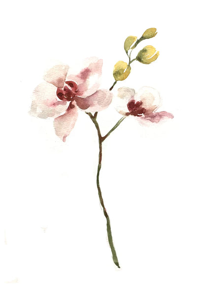 Watercolor illustration of a pink orchid with green leaves on a white background