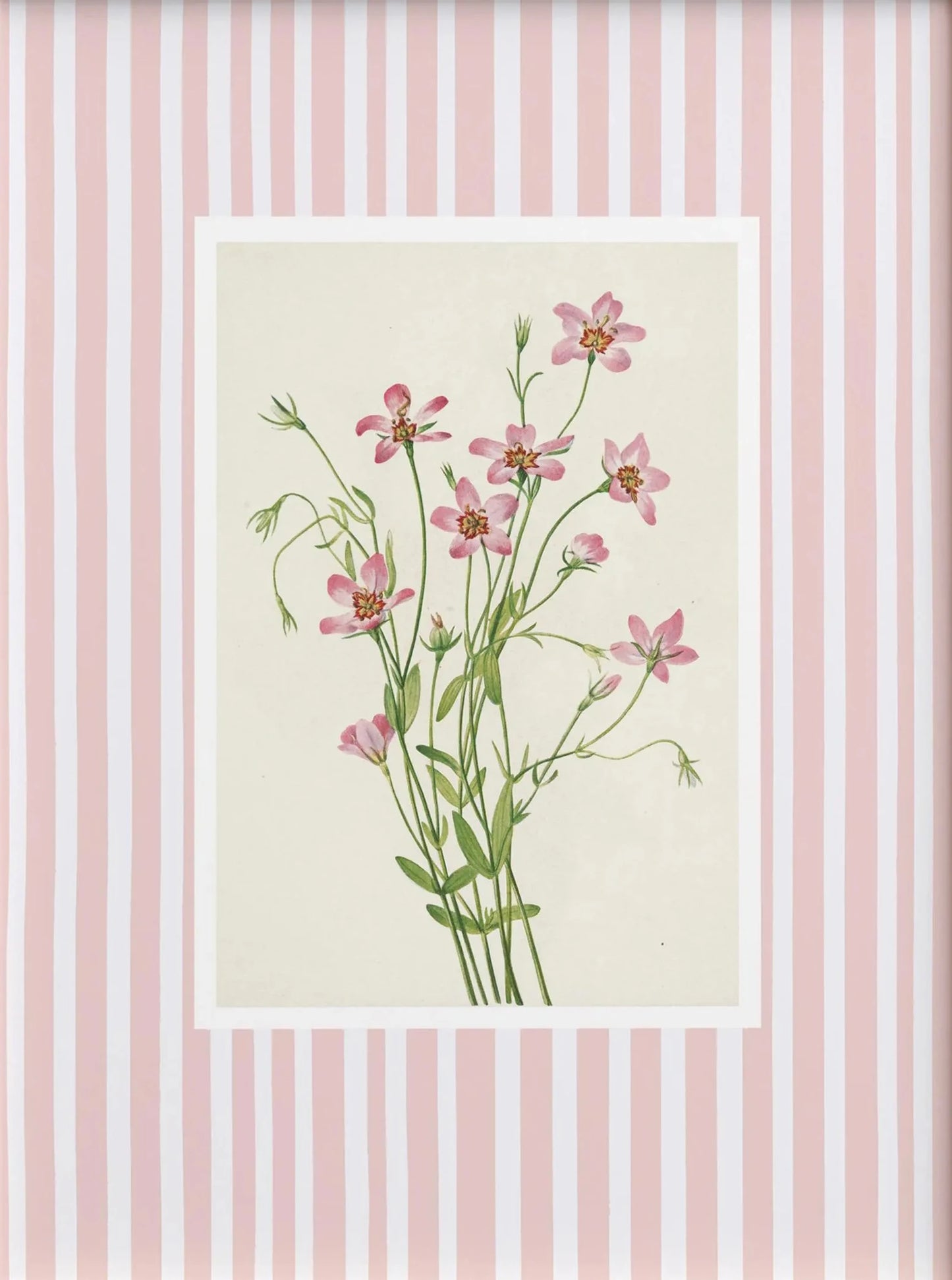 Framed botanical illustration of pink flowers on a striped background