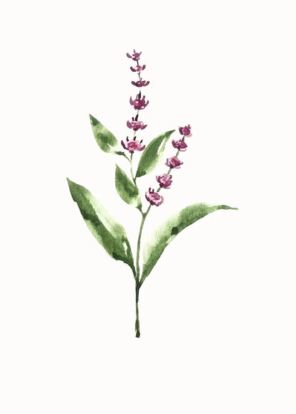Illustration of a plant with pink flowers and green leaves on a white background