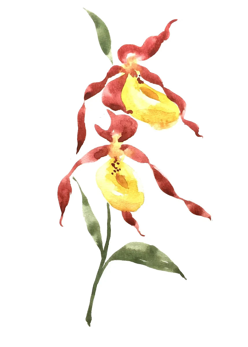 Illustration of two red and yellow flowers on a white background