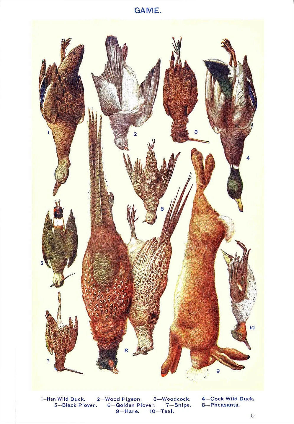 Vintage Feast Collection - Canvas & Curio