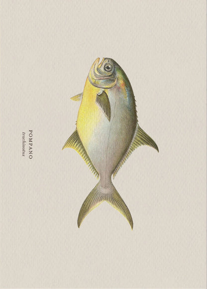Illustration of a pompano fish on a beige background