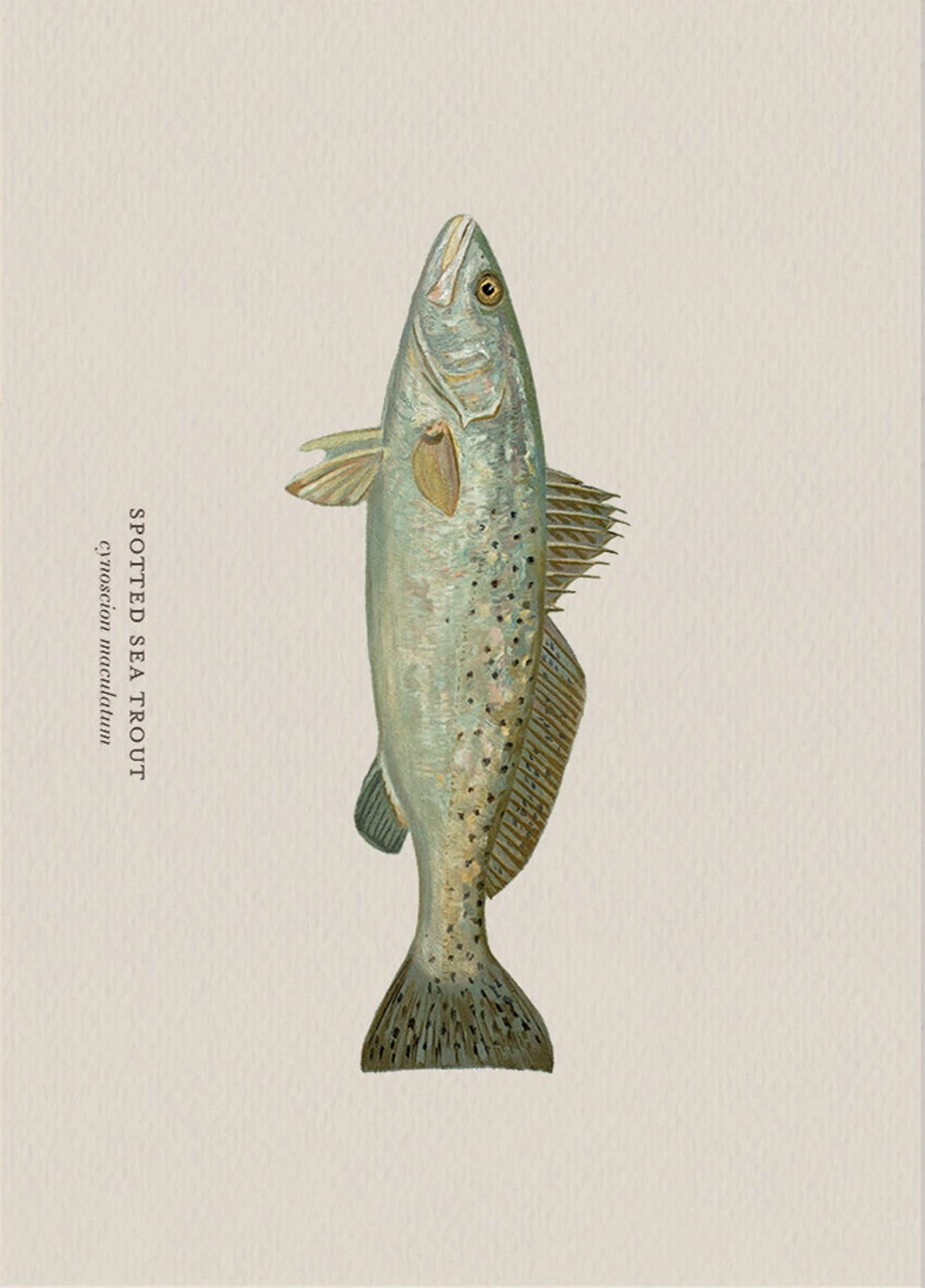 Illustration of a spotted sea trout on a beige background