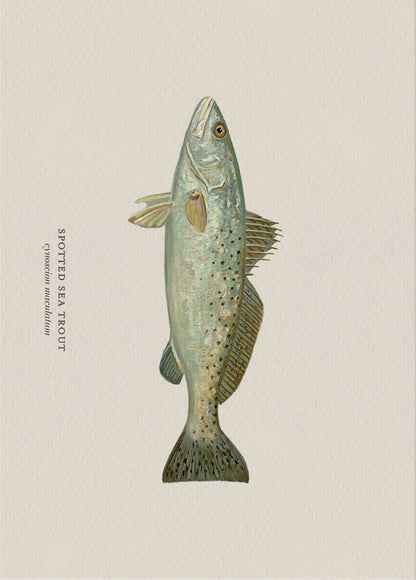 Illustration of a spotted sea trout on a beige background