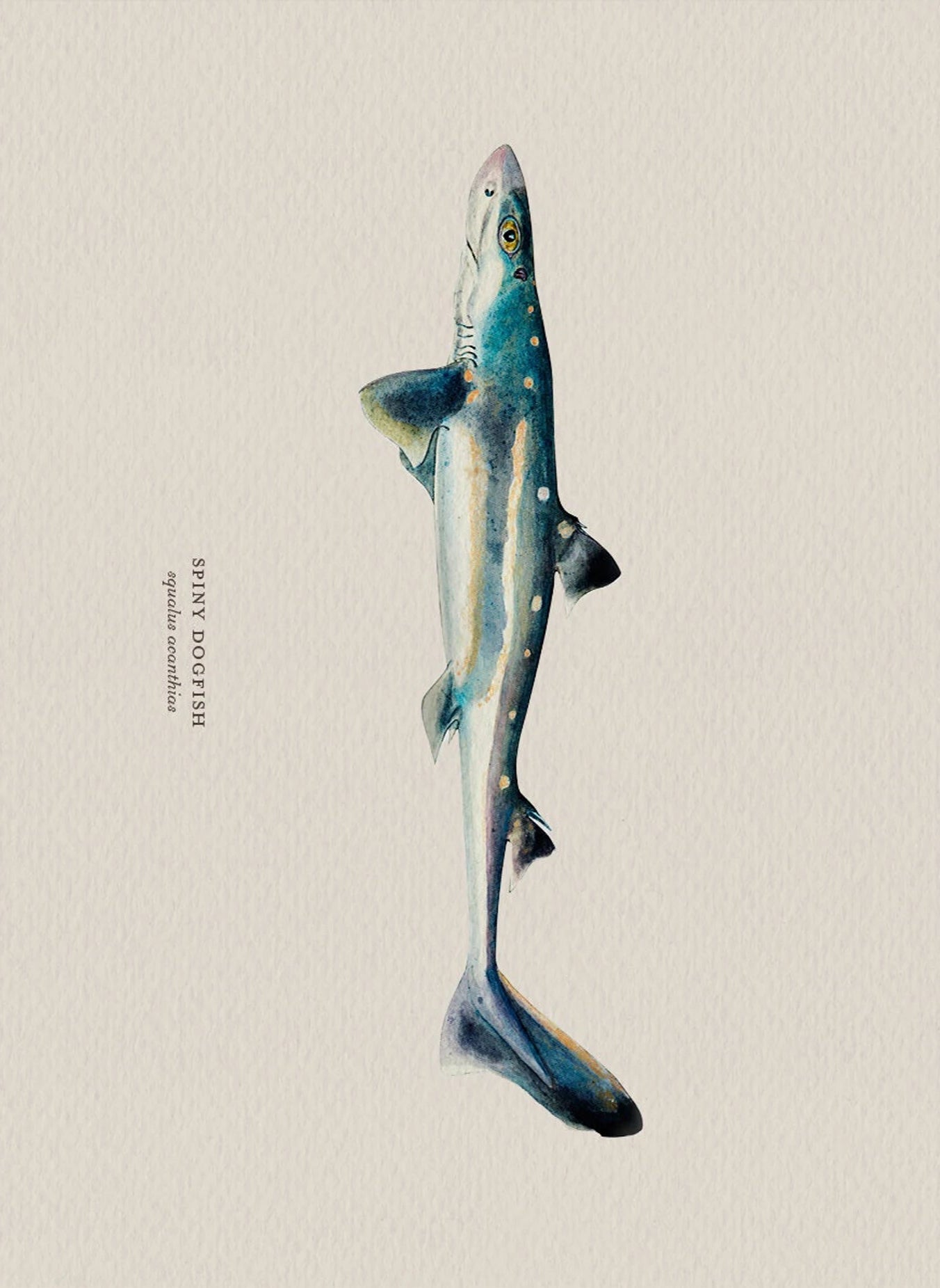 Illustration of a spiny dogfish shark on a beige background