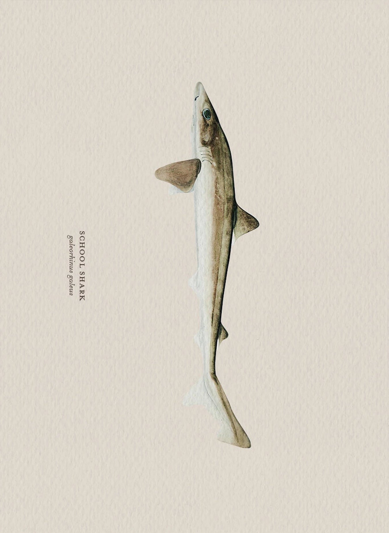 Illustration of a school shark on a beige background