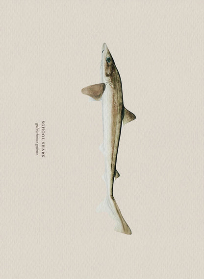 Illustration of a school shark on a beige background