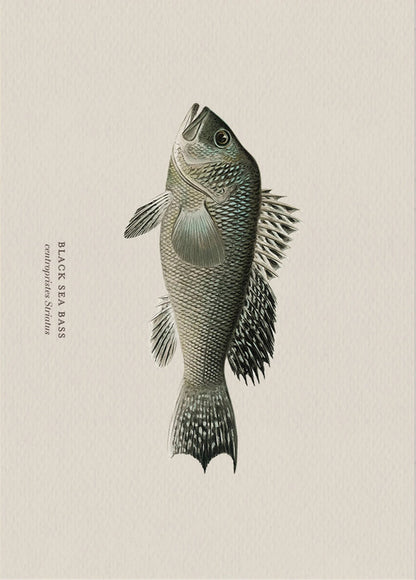 Illustration of a black sea bass on a beige background
