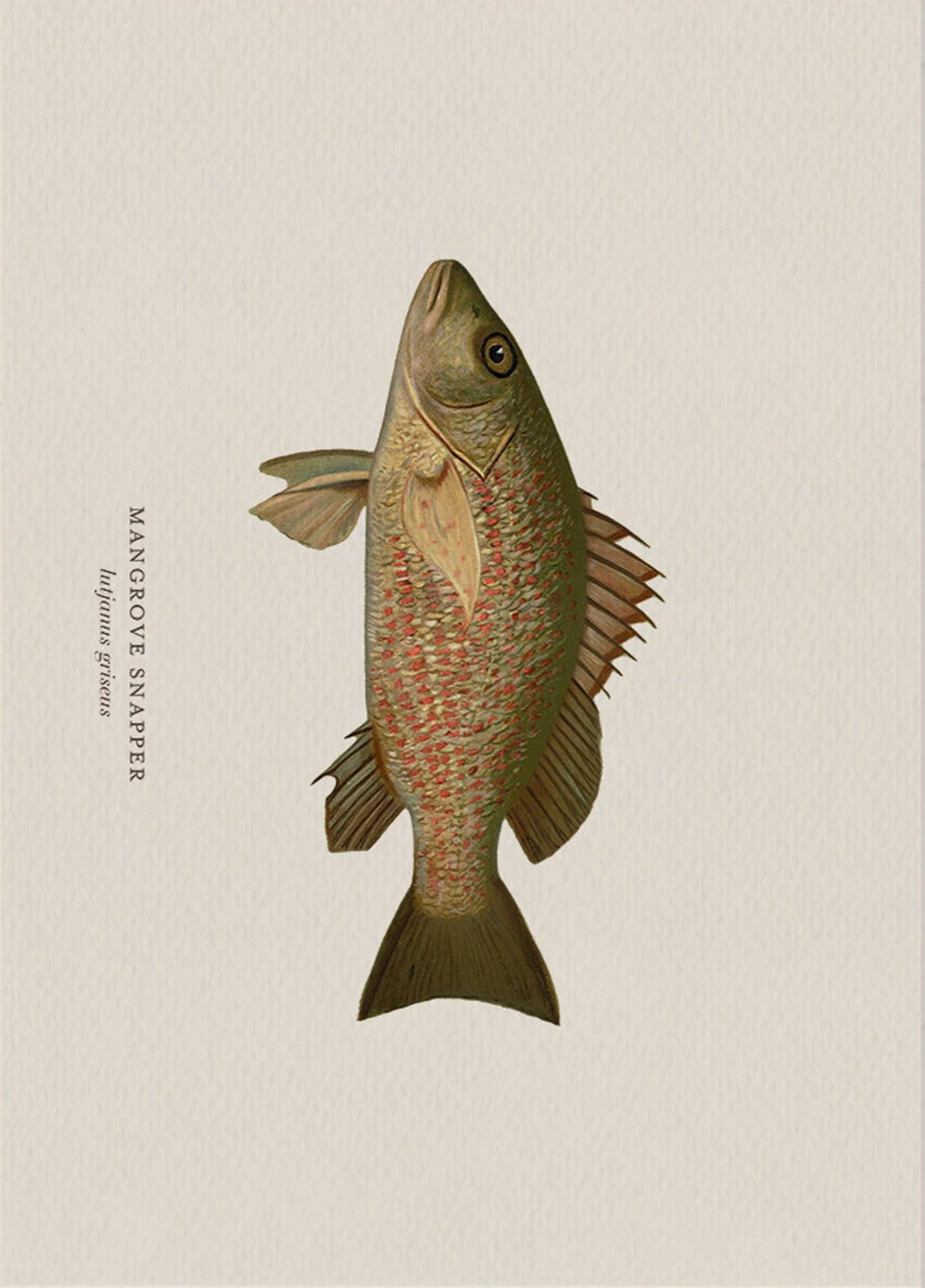 Illustration of a mangrove snapper fish on a beige background