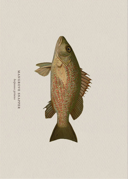 Illustration of a mangrove snapper fish on a beige background