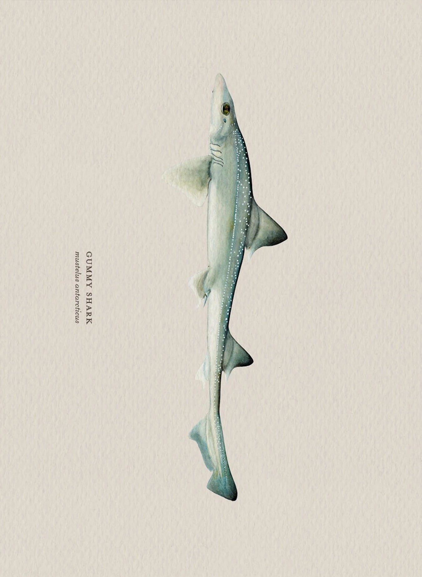 Illustration of a gummy shark on a beige background