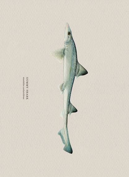 Illustration of a gummy shark on a beige background