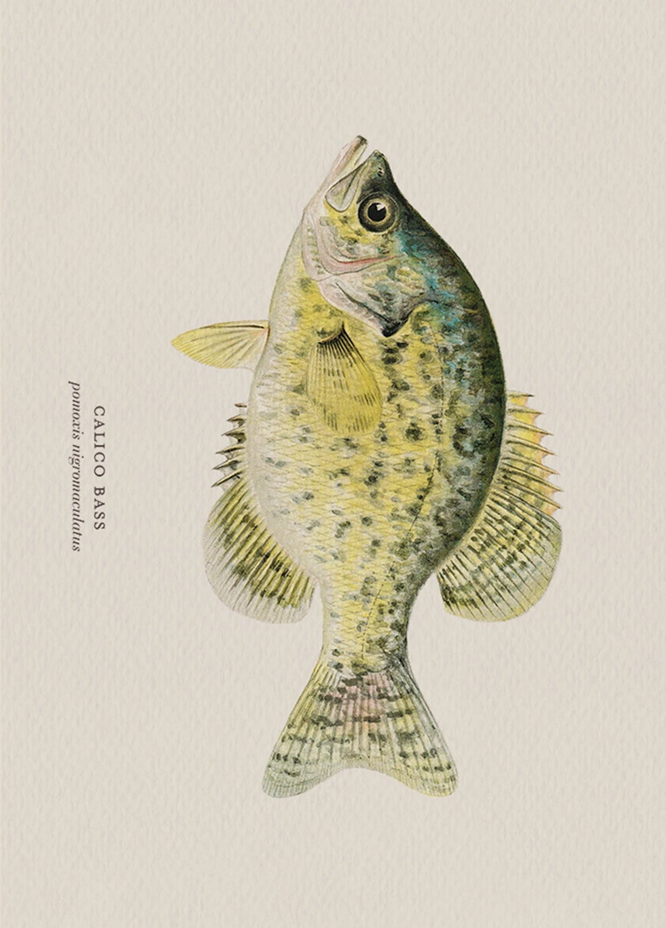 Illustration of a calico bass on a beige background