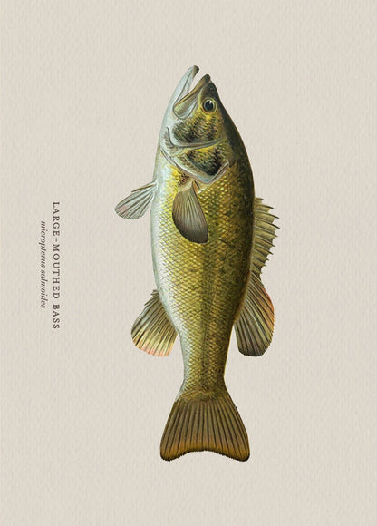 Illustration of a large-mouthed bass on a beige background