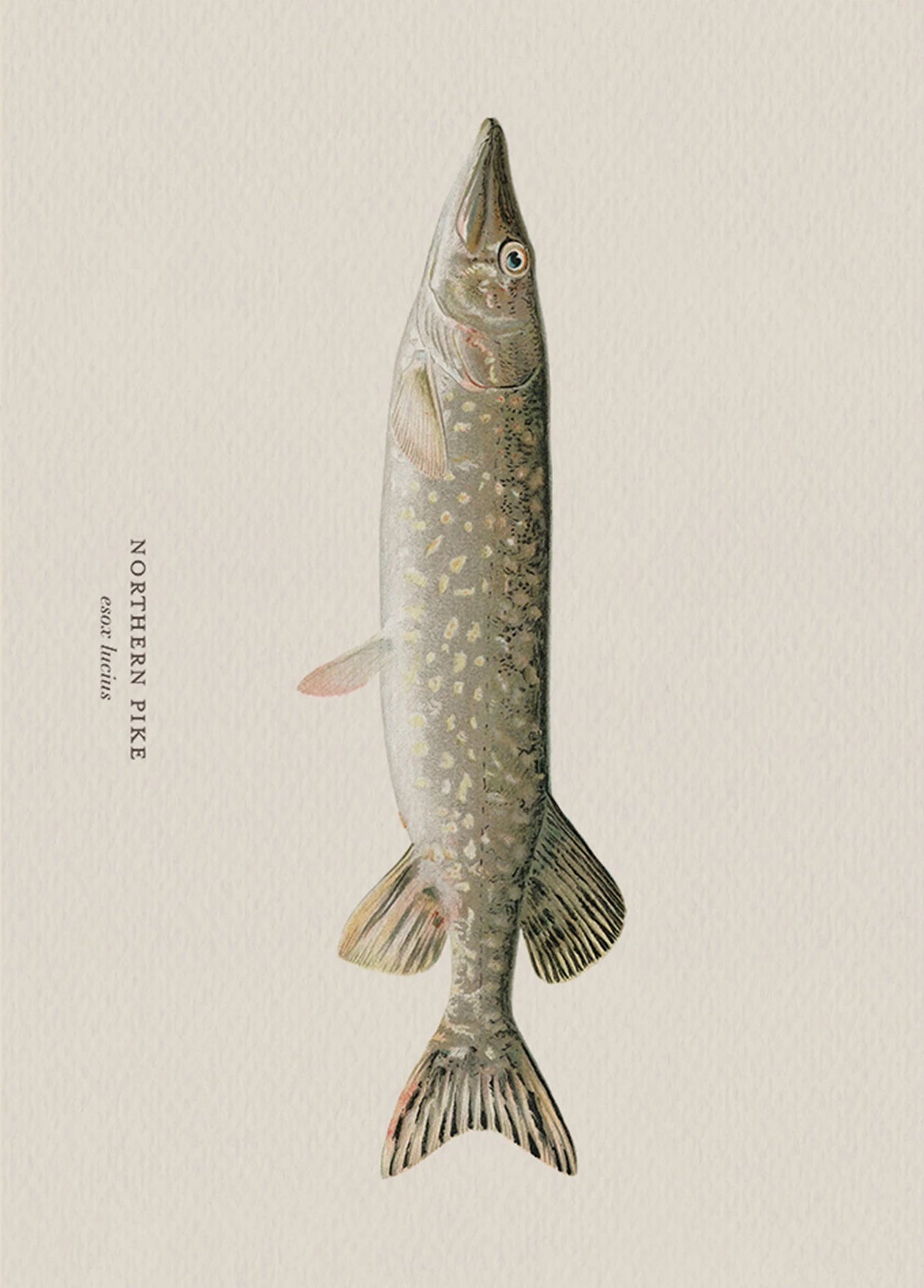 Illustration of a northern pike on a beige background