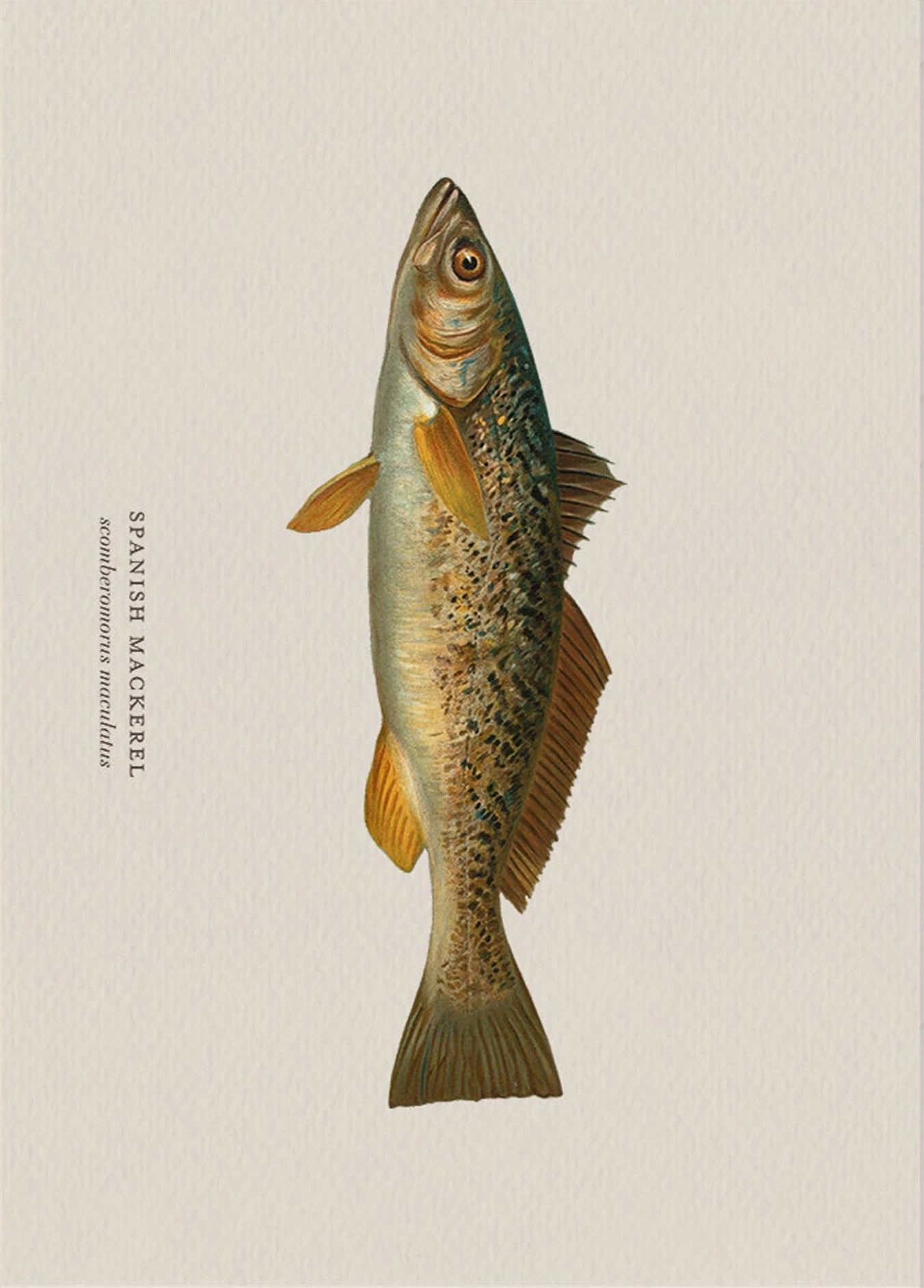 Illustration of a Spanish mackerel on a beige background