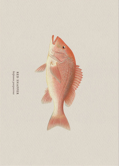 Illustration of a red snapper fish on a beige background