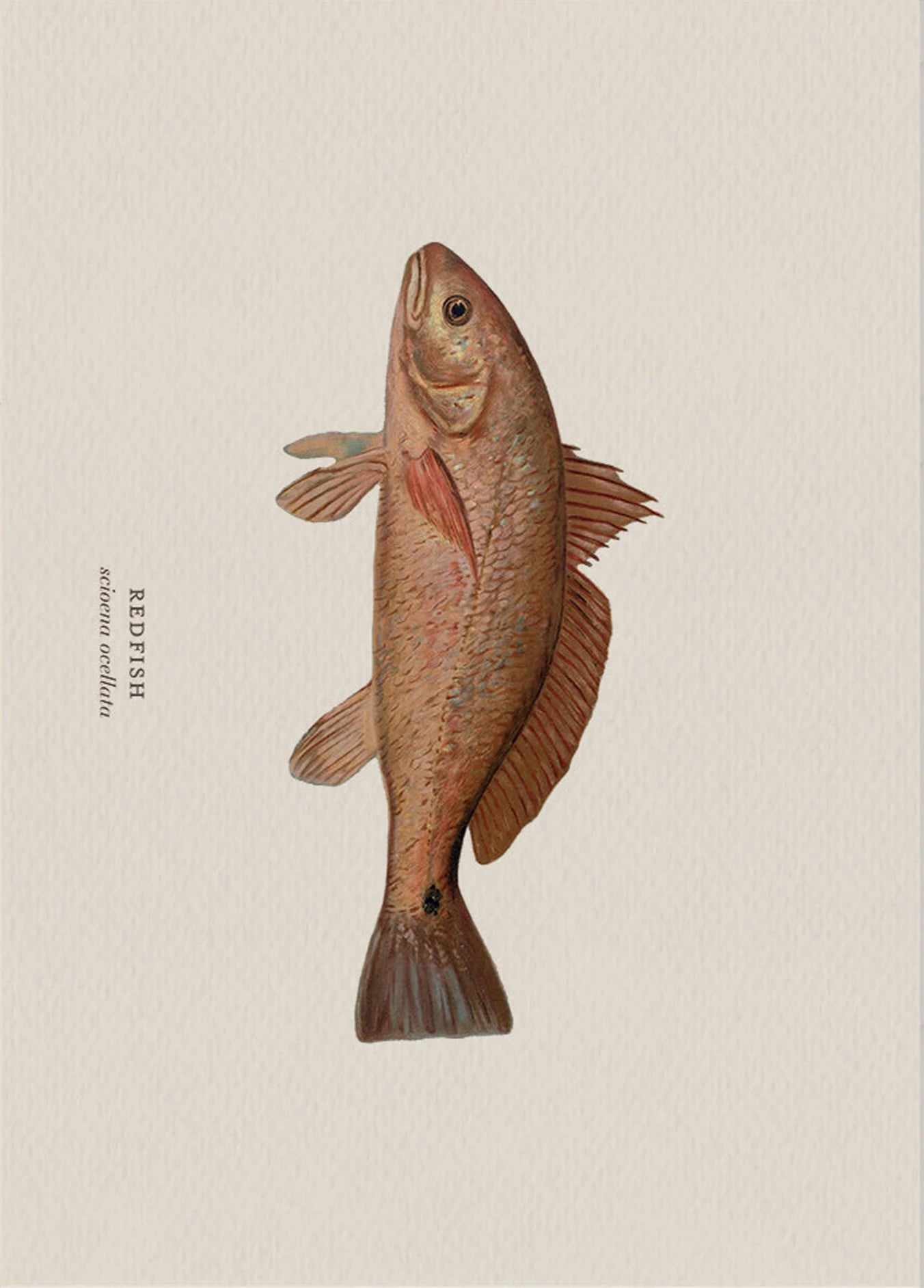 Illustration of a redfish on a beige background