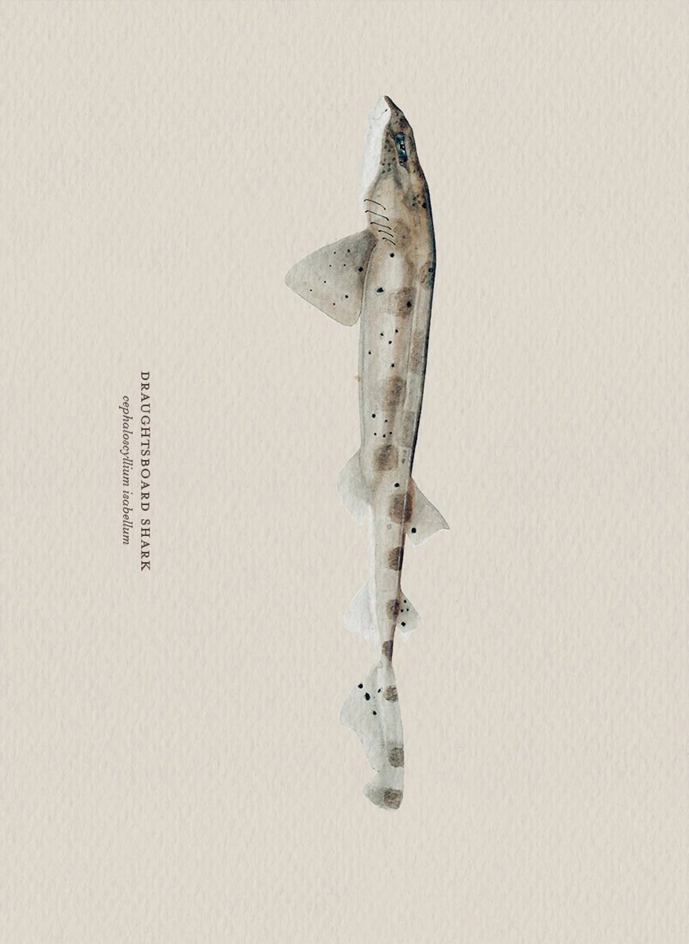 Illustration of a draughtsboard shark on a beige background