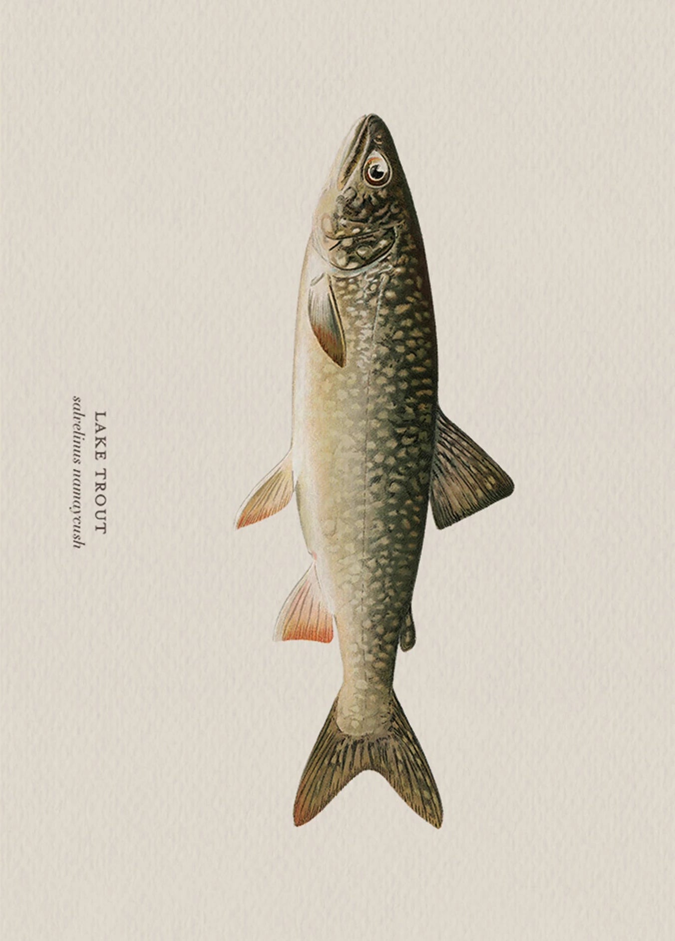 Illustration of a lake trout on a beige background