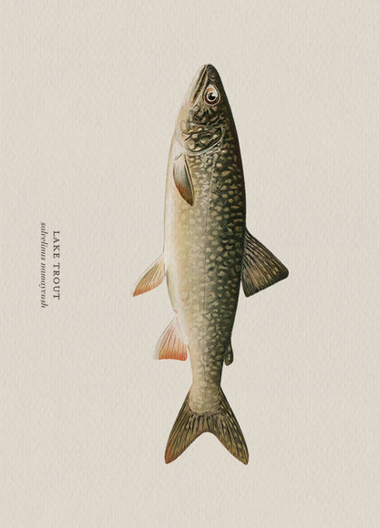Illustration of a lake trout on a beige background