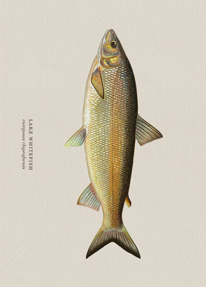 Illustration of a lake whitefish on a beige background