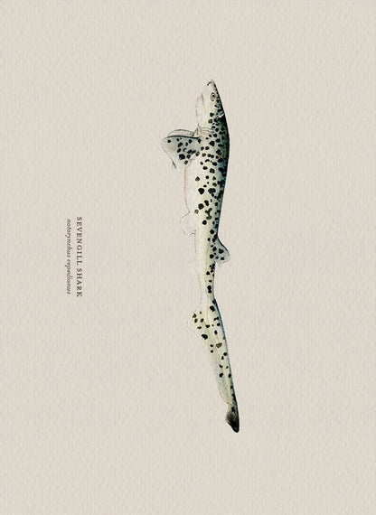 Illustration of a sevengill shark on a beige background