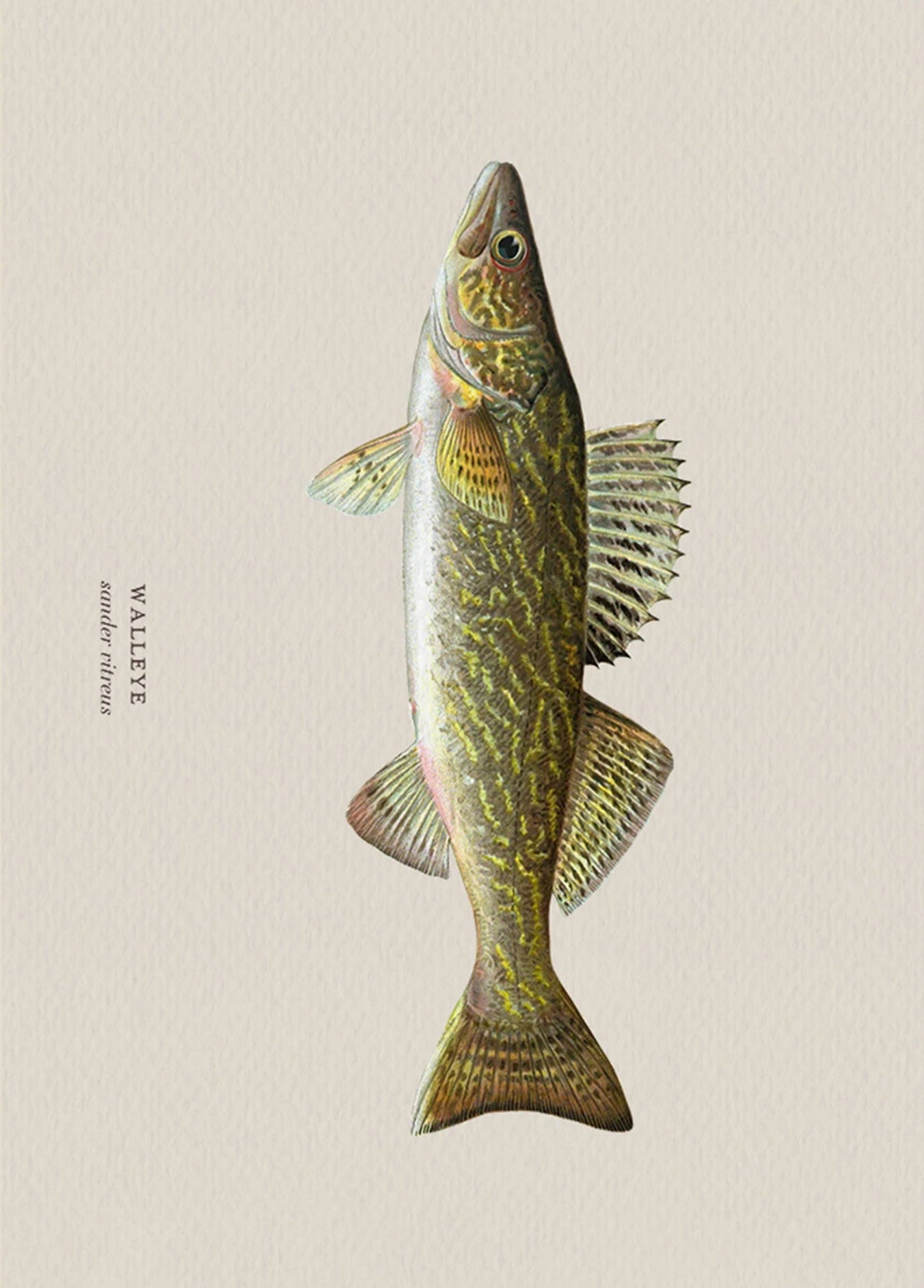 Illustration of a walleye fish on a beige background
