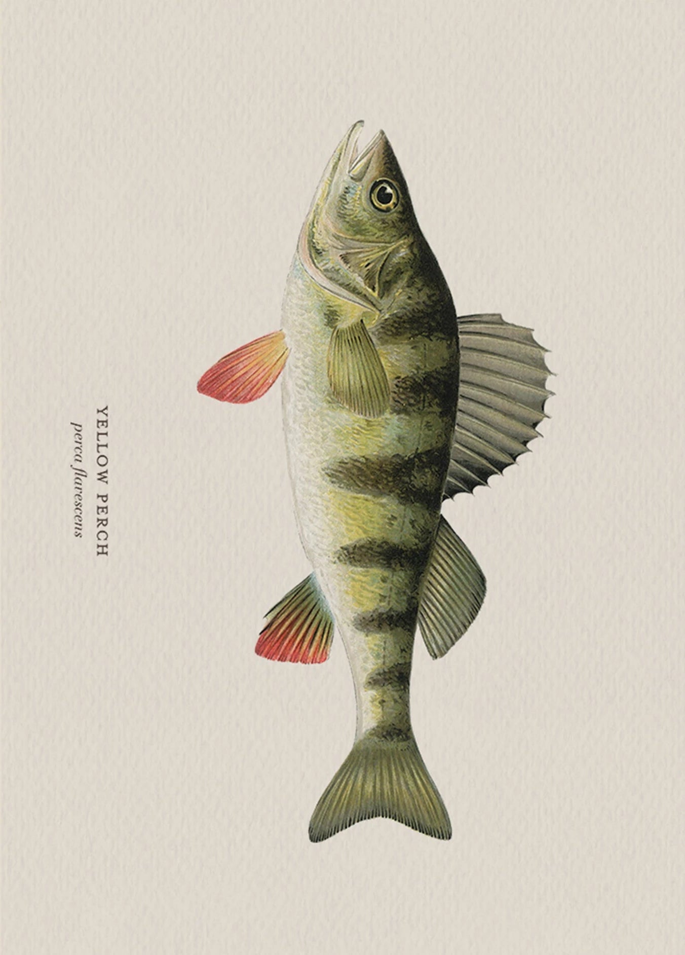 Illustration of a yellow perch fish on a beige background