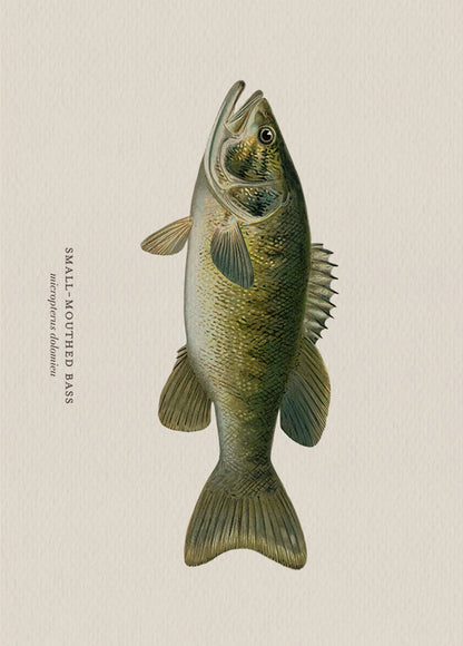 Illustration of a small-mouthed bass on a beige background