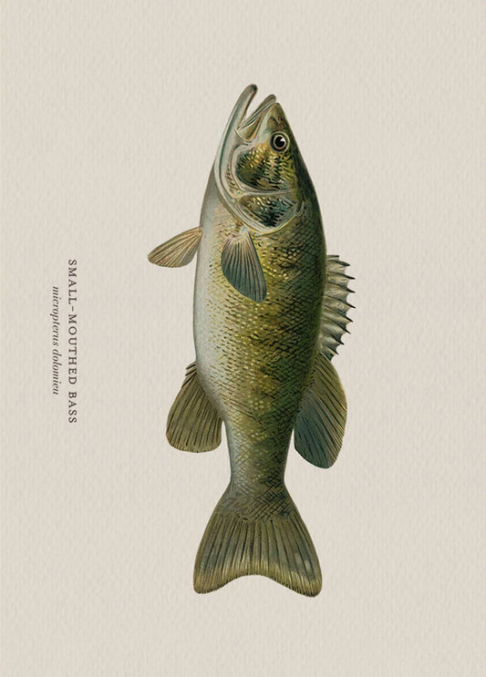 Illustration of a small-mouthed bass on a beige background Canvas & Curio