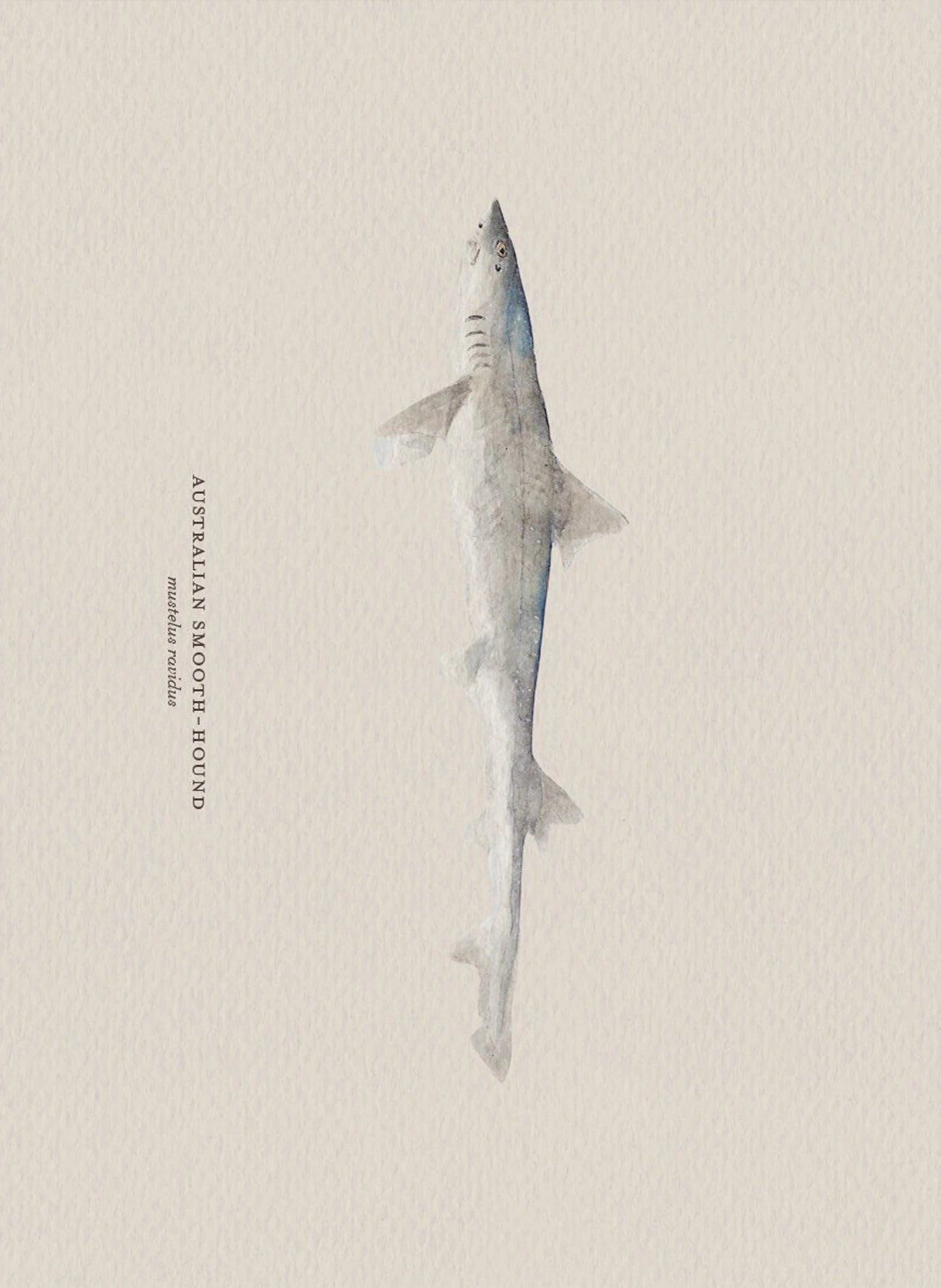 Illustration of an Australian Smooth-Hound shark on a beige background