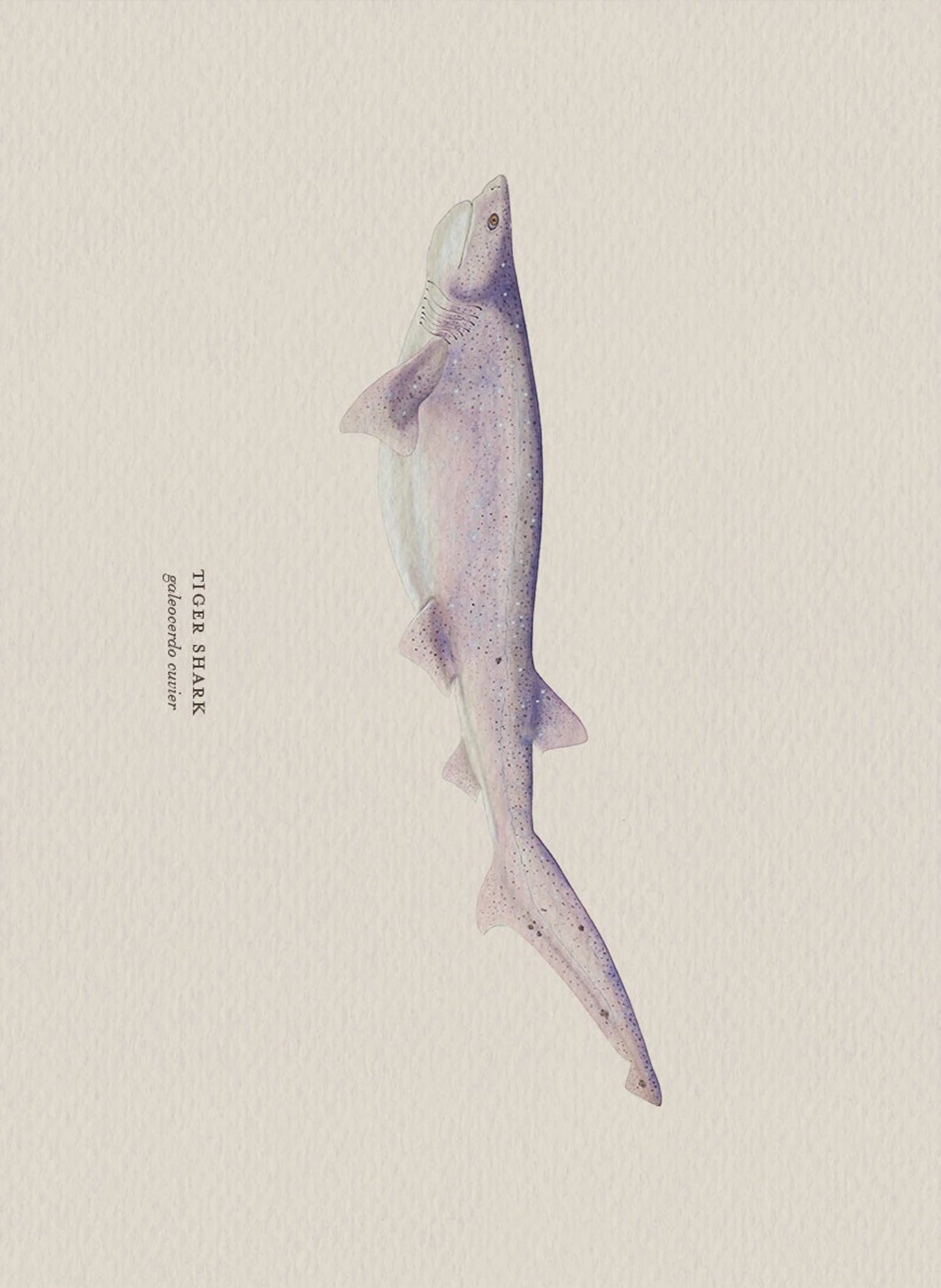 Illustration of a tiger shark on a beige background