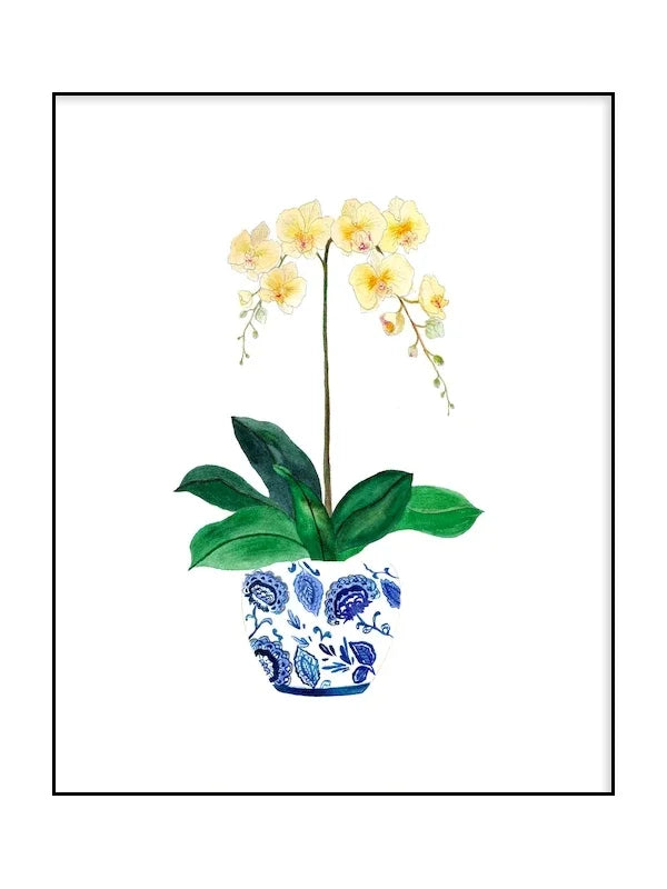 Yellow orchid in a blue and white pot on a white background