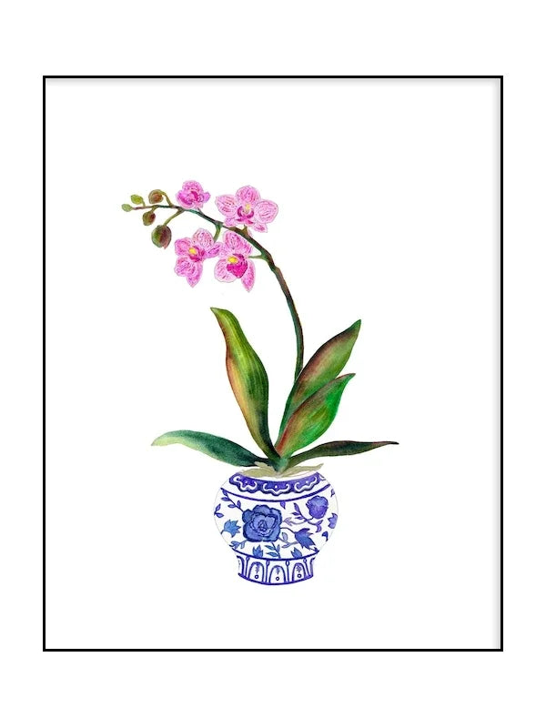 Illustration of a pink orchid in a blue and white pot on a white background